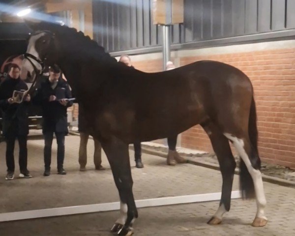stallion Bentleys Baron vF (Oldenburg show jumper, 2022, from Bentley van de Heffinck)