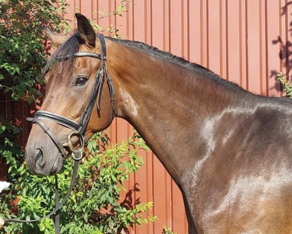 horse Filou (Oldenburg, 2018, from Florenz 71)