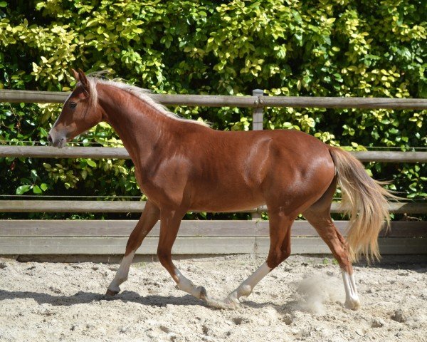 Pferd Nutty Dream d'Asio (Welsh Partbred, 2023, von Fs Numero Uno)