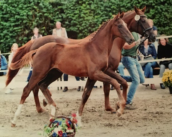 Dressurpferd Belle Amie 76 (Hannoveraner, 2016, von Borsalino)