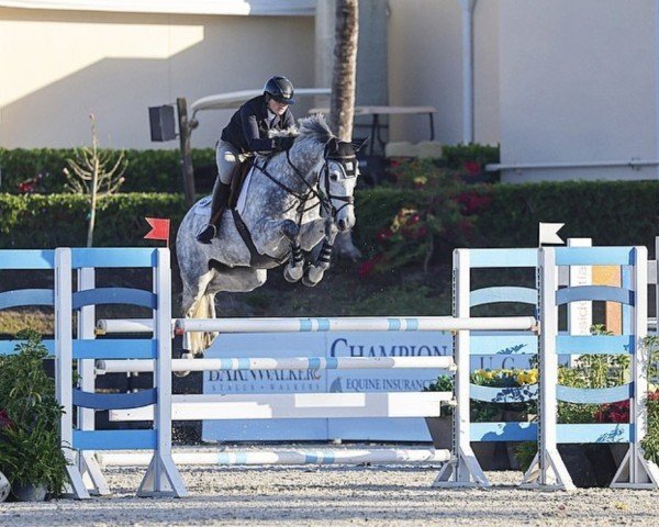 horse Candyboy P Z (Zangersheide riding horse, 2015, from Cornet Obolensky)