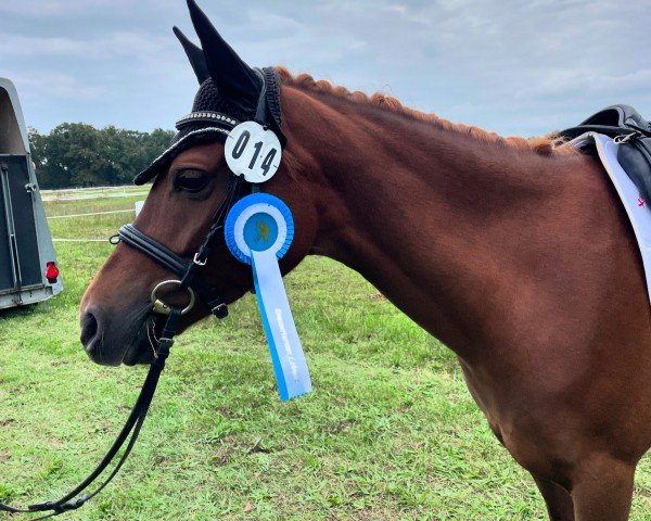 Dressurpferd Bella Donna SK (Deutsches Reitpony, 2019, von Dreidimensional AT NRW)