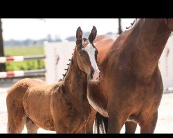 horse Star Magic of Cornet (Oldenburg show jumper, 2024, from Stakkato Cornet)