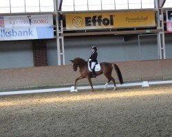 dressage horse Believe In Me Af (Westphalian, 2015, from Belissimo NRW)