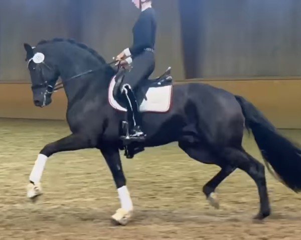 stallion Lord Charmeur (KWPN (Royal Dutch Sporthorse), 2021, from Lord Europe)