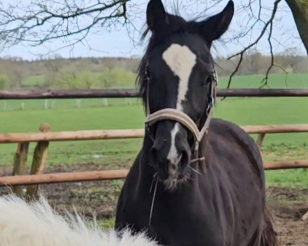 horse Valentine (Hanoverian, 2023, from Harmony's V-Plus)