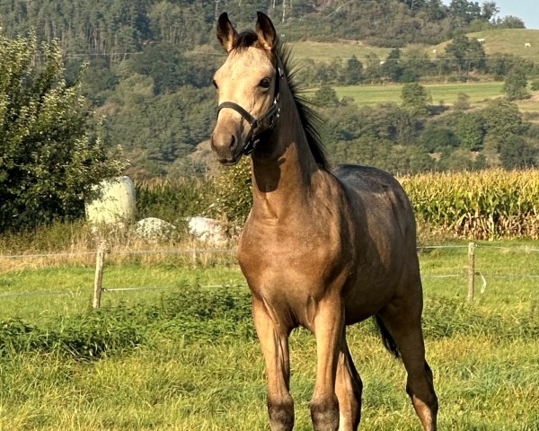 horse Glücksmoment B (German Riding Pony, 2024, from Gold Garant)