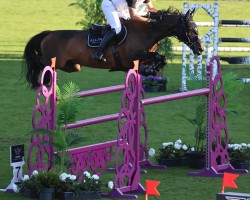 jumper Klaartje Z (Zangersheide riding horse, 2014, from Kannan)