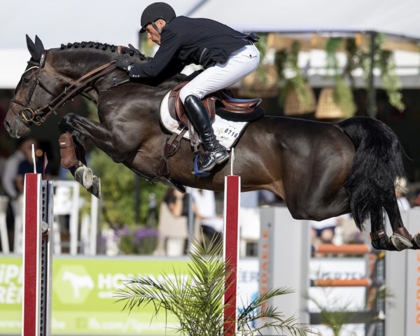 jumper Obama de La Liniere (Belgian Warmblood, 2014, from Marius Claudius)