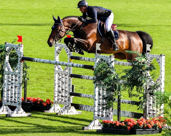 jumper Poppemieke Jw van de Moerhoeve (Belgian Warmblood, 2015, from Vigo d'Arsouilles)