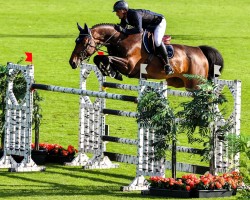 jumper Poppemieke Jw van de Moerhoeve (Belgian Warmblood, 2015, from Vigo d'Arsouilles)