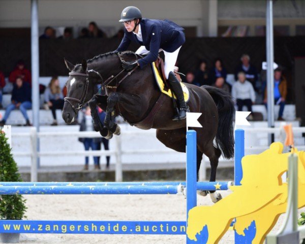 jumper H&M Qualithina van't Ruytershof (Belgian Warmblood, 2016, from Mosito van het Hellehof)