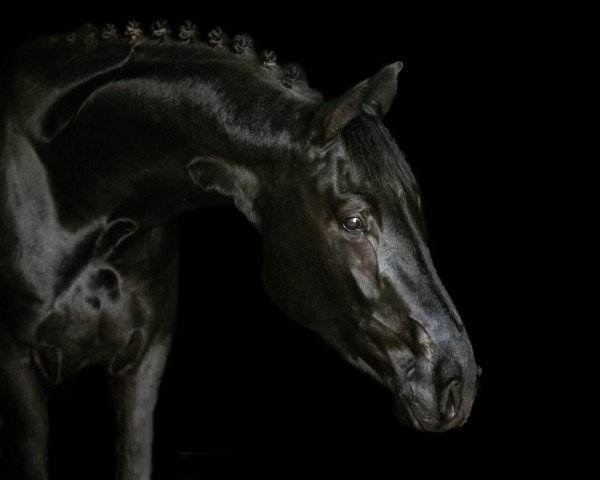 Pferd Pennywise 6 (KWPN (Niederländisches Warmblut), 2020, von Le Formidable)