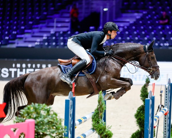 Caballo de salto Gigolo du Barrois (Selle Français, 2016, de Elvis Ter Putte) Caballo de salto Gigolo du Barrois (Selle Français, 2016, de Elvis Ter Putte)