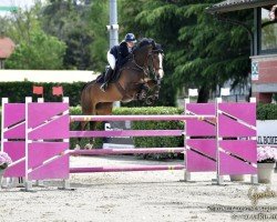 jumper Casira 23 (Hanoverian, 2014, from Christian 25)