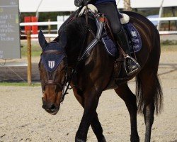 jumper Dancing Queen (Danish Warmblood, 2018, from Party Dance)