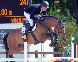 jumper Chacco Fly (Hanoverian, 2011, from Chacco-Blue)