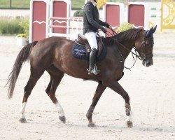 broodmare Galtysse Ste Hermelle (Selle Français, 2016, from Kannan)