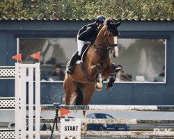 jumper Bon Ami Z (Zangersheide riding horse, 2018, from Bentley van de Heffinck)