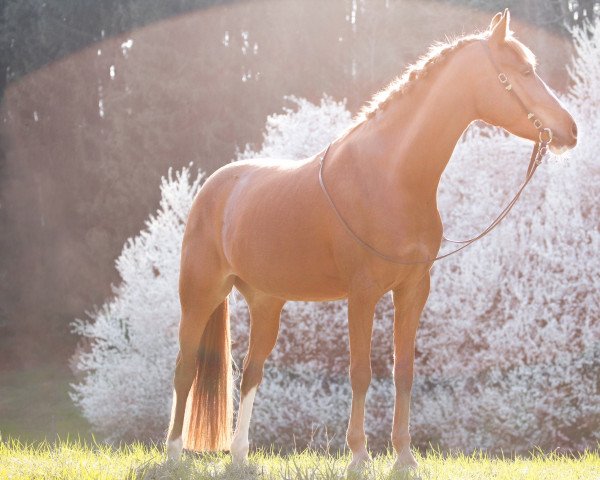 horse Bonny Dancer (German Riding Pony, 2015, from Genesis B)