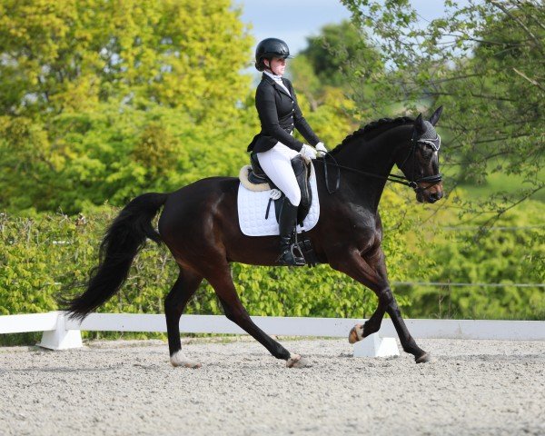 Dressurpferd Henning's Laurenzio (Hannoveraner, 2012, von Lauries Crusador xx)