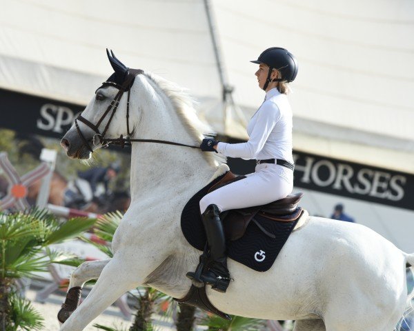 jumper Jolly Karla V (KWPN (Royal Dutch Sporthorse), 2014, from Zirocco Blue) jumper Jolly Karla V (KWPN (Royal Dutch Sporthorse), 2014, from Zirocco Blue)