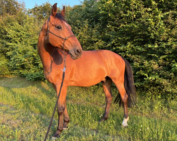 horse American Dream (Württemberger, 2001, from Araconit)