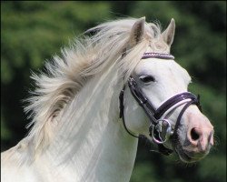broodmare Arianne 8 (KWPN (Royal Dutch Sporthorse), 2008)