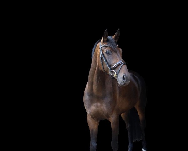 Dressurpferd Fashion's Rubin (Oldenburger, 2015, von Fashion Maker)
