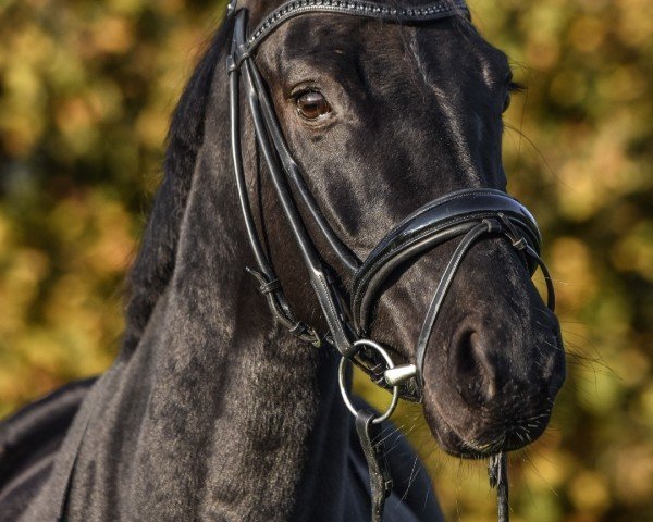 Zuchtstute Fleur noire royale (Westfale, 2018, von Fashion Maker)