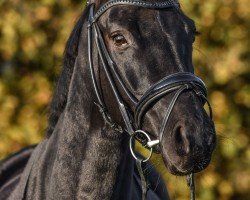 broodmare Fleur noire royale (Westphalian, 2018, from Fashion Maker)