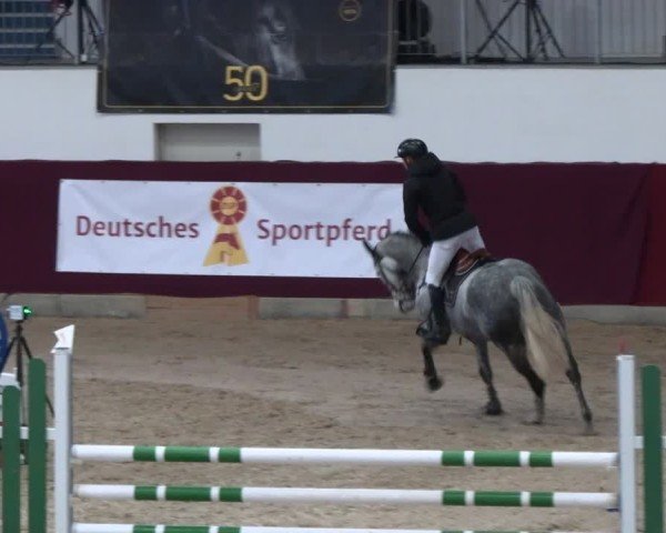 Reitturnier Neustadt/Dosse - Graf von Lindenau-Halle 2024