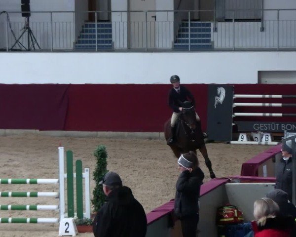 Reitturnier Neustadt/Dosse - Graf von Lindenau-Halle 2024