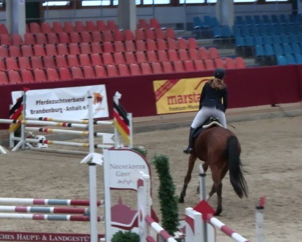 Reitturnier Neustadt/Dosse - Graf von Lindenau-Halle 2024