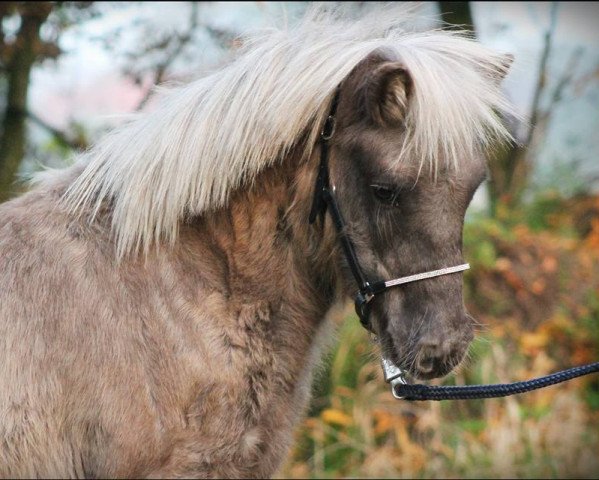 Deckhengst Zeus vom Rindergraben (Shetland Pony, 2015, von Zero von Salza)