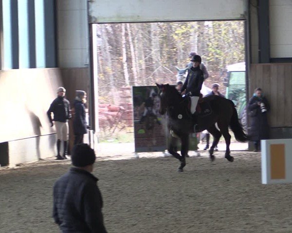 Reitturnier Zwickau 2024