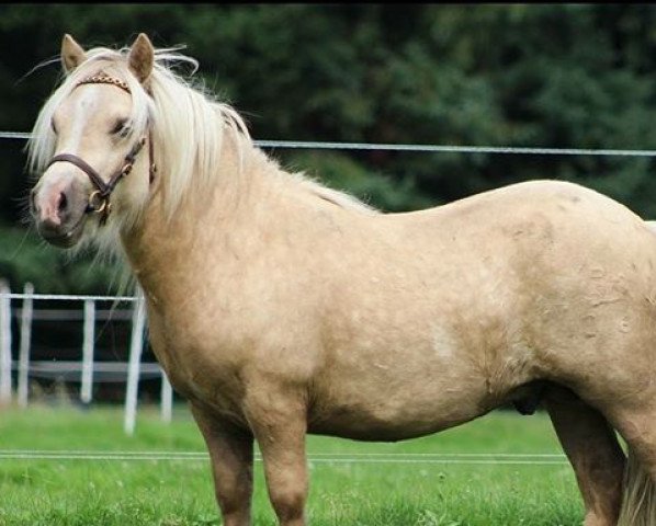 horse Xtra Gold vom Elsensee (Shetland Pony, 2014, from Xavarge)