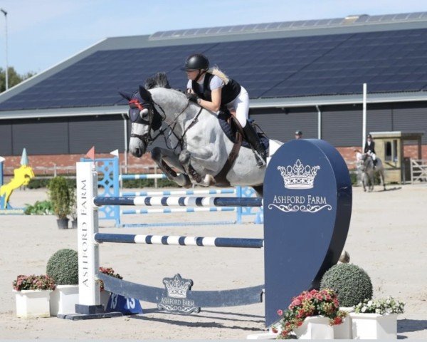 jumper Dam's Charrano Blue (Danish Warmblood, 2017, from Chacoon Blue)