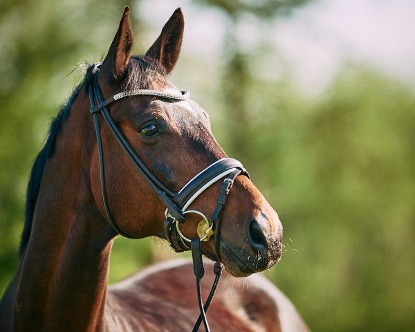 Pferd Serafino 81 (Hannoveraner, 2009, von Sarkozy 3)