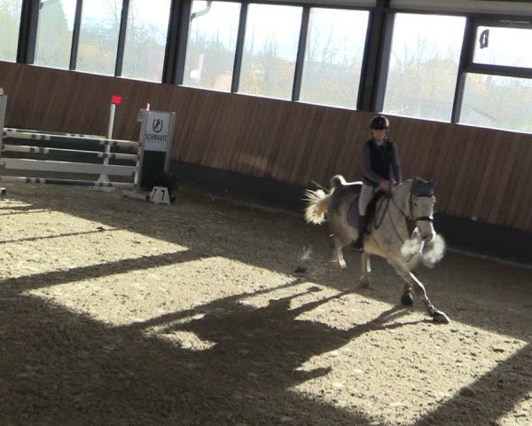 Reitturnier Zwickau 2024