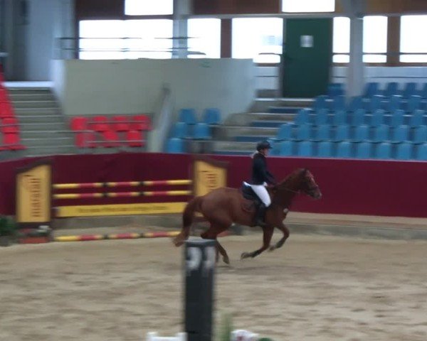Reitturnier Neustadt/Dosse - Graf von Lindenau-Halle 2024
