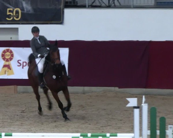 Reitturnier Neustadt/Dosse - Graf von Lindenau-Halle 2024