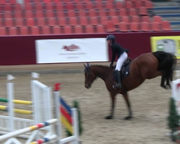 Reitturnier Neustadt/Dosse - Graf von Lindenau-Halle 2024