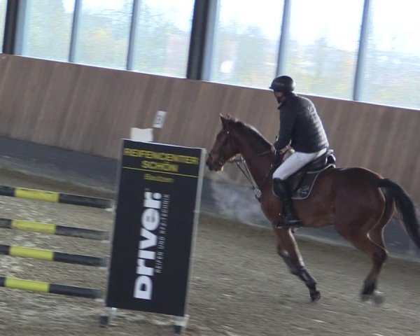 Reitturnier Zwickau 2024