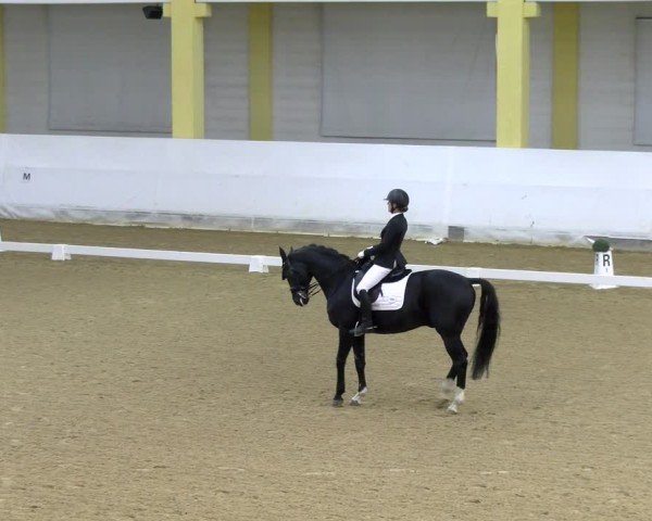 Reitturnier Stadl-Paura 2024