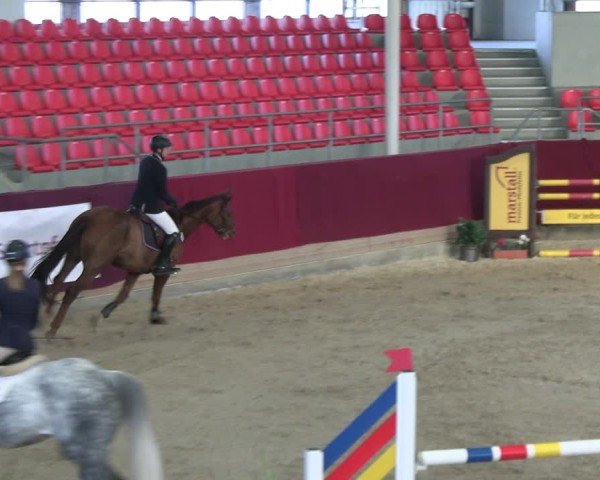 Reitturnier Neustadt/Dosse - Graf von Lindenau-Halle 2024