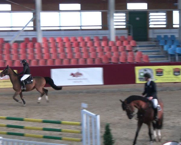Reitturnier Neustadt/Dosse - Graf von Lindenau-Halle 2024