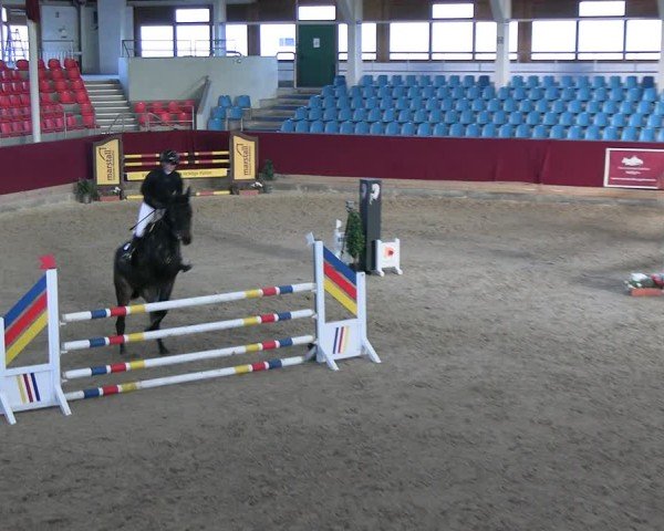 Reitturnier Neustadt/Dosse - Graf von Lindenau-Halle 2024