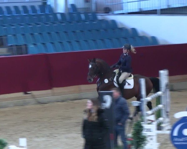 Reitturnier Neustadt/Dosse - Graf von Lindenau-Halle 2024