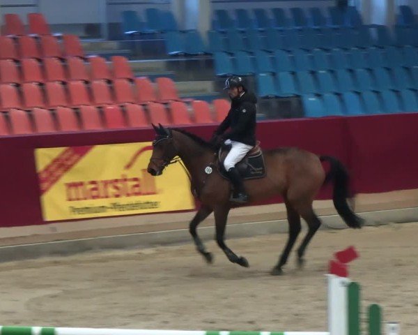 Reitturnier Neustadt/Dosse - Graf von Lindenau-Halle 2024